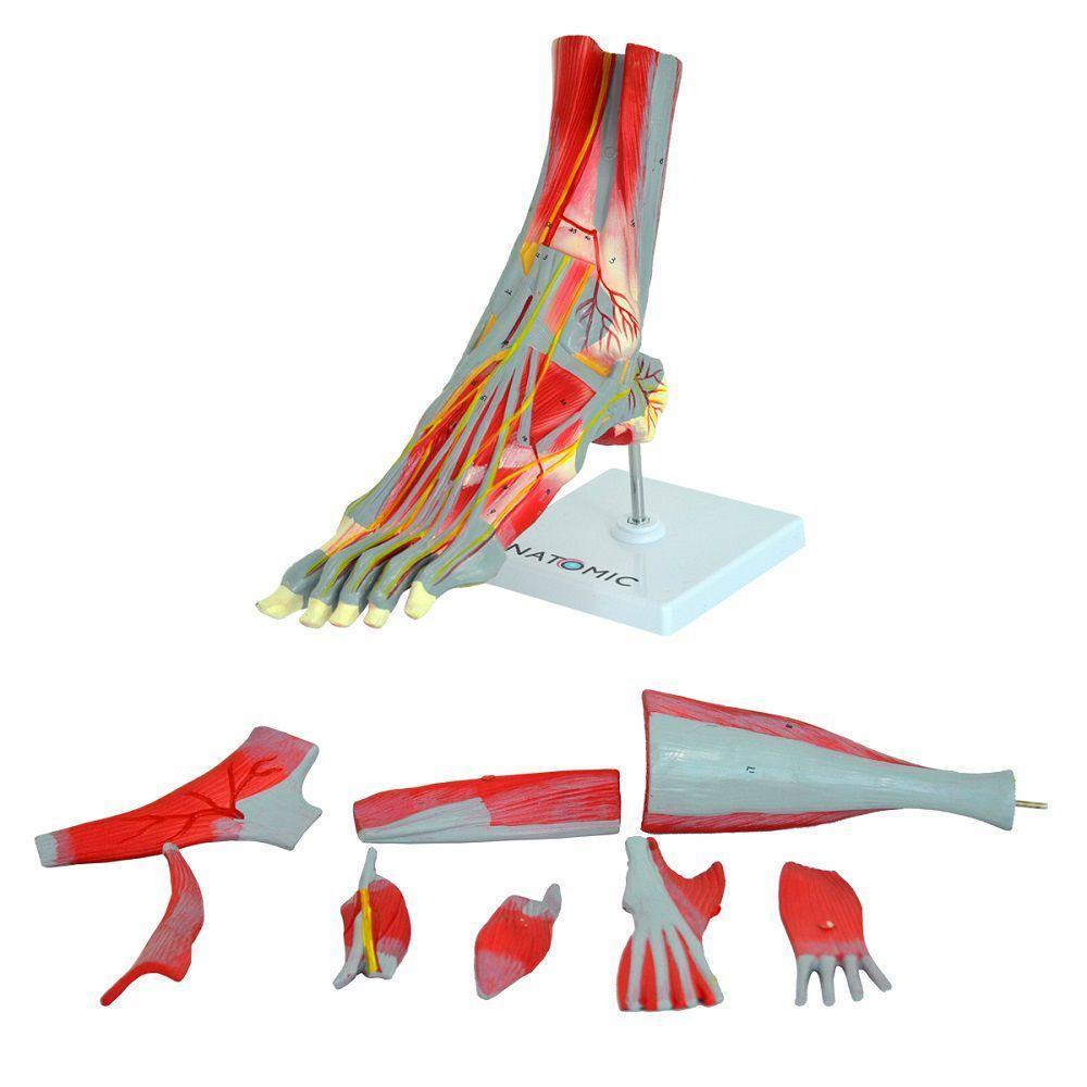 Pé Muscular Principais Vasos E Nervos Em 9 Partes - 1