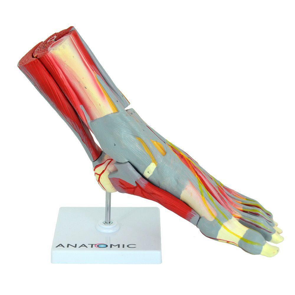 Pé Muscular Principais Vasos E Nervos Em 9 Partes - 3