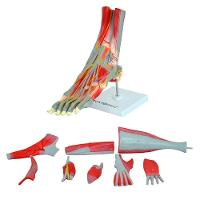 Pé Muscular Principais Vasos E Nervos Em 9 Partes - 1