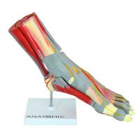 Pé Muscular Principais Vasos E Nervos Em 9 Partes - 2