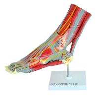 Pé Muscular Principais Vasos E Nervos Em 9 Partes