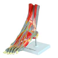 Pé Muscular Principais Vasos E Nervos Em 9 Partes - 5