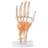 Articulação da Mão com Ligamentos Anatomic - 1