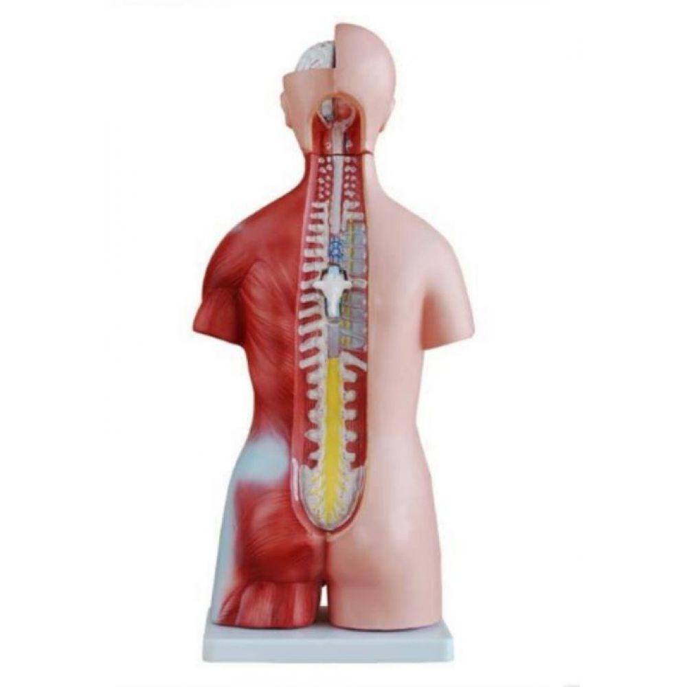 Torso Humano Clássico Bissexual De 45 Cm Em 24 Partes - 1