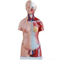 Torso Humano Clássico Bissexual De 45 Cm Em 24 Partes - 3
