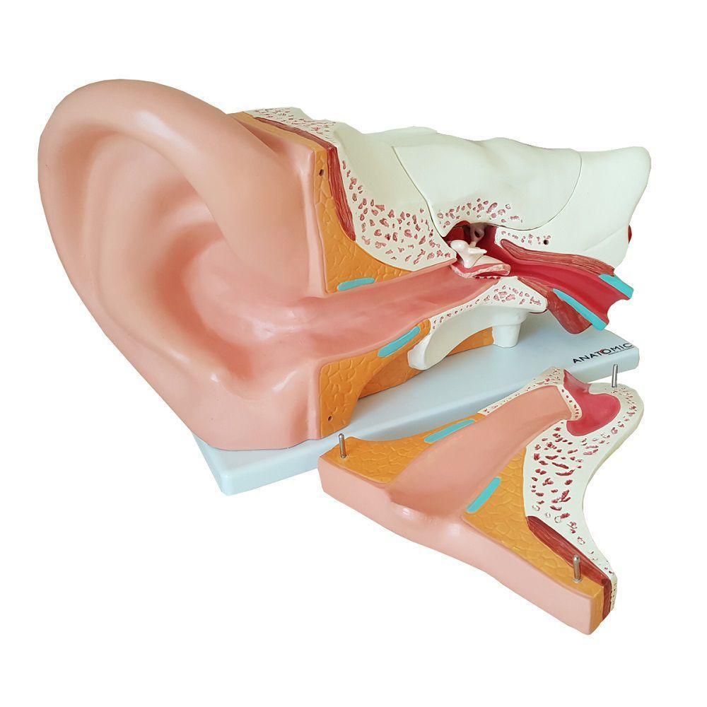 Ouvido Ampliado 3x Em 6 Partes, Anatomia - 3