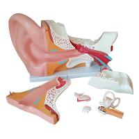Ouvido Ampliado 3x Em 6 Partes, Anatomia - 2