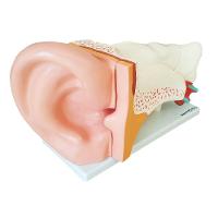 Ouvido Ampliado 3x Em 6 Partes, Anatomia - 4