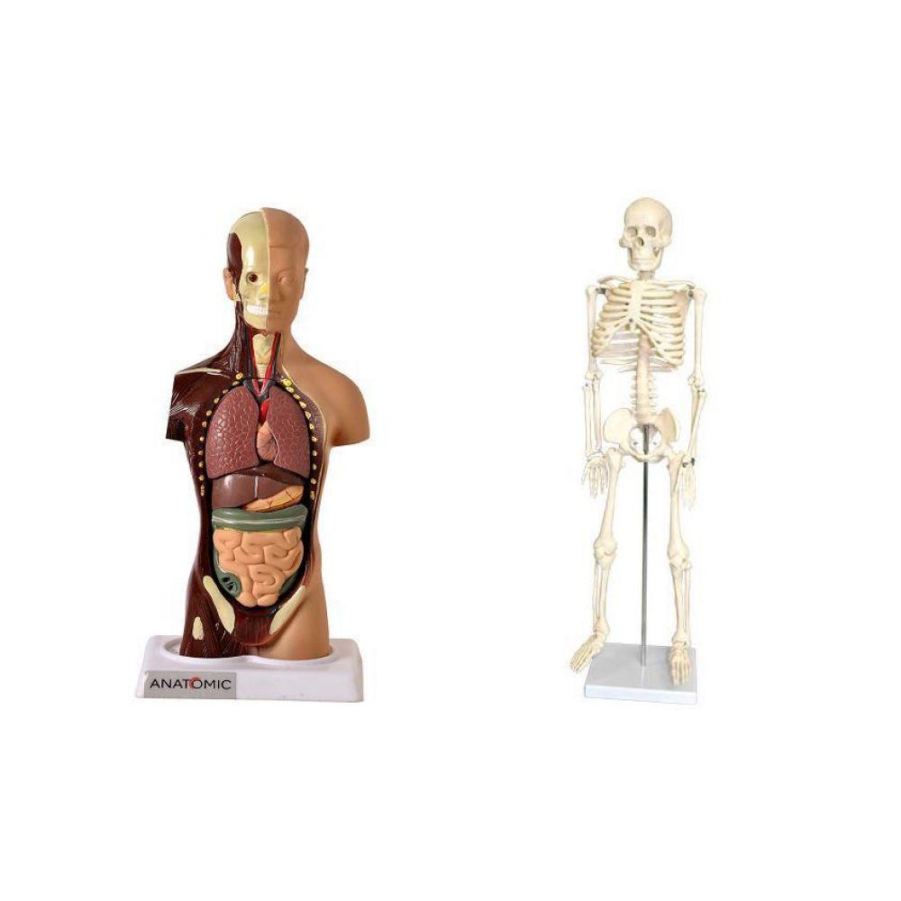 Esqueleto 45 Cm + Torso Humano De 28 Cm 14 Partes - 2