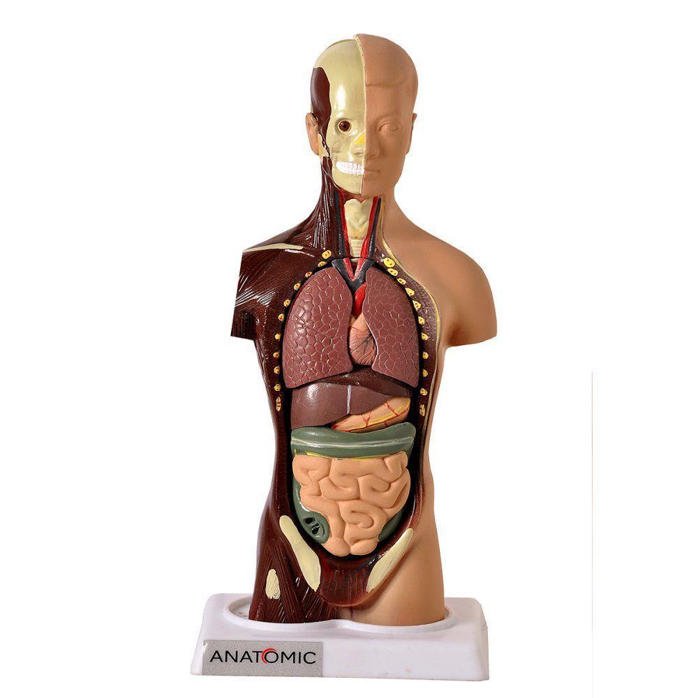 Esqueleto 45 Cm + Torso Humano De 28 Cm 14 Partes - 4