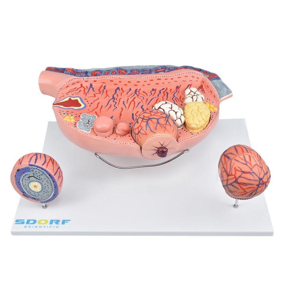 Desenvolvimento Folicular No Ovário Em 13 Partes - 3
