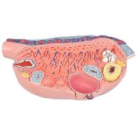 Desenvolvimento Folicular No Ovário Em 13 Partes - 1