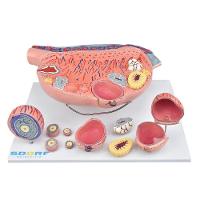 Desenvolvimento Folicular No Ovário Em 13 Partes - 2