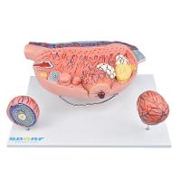 Desenvolvimento Folicular No Ovário Em 13 Partes - 3