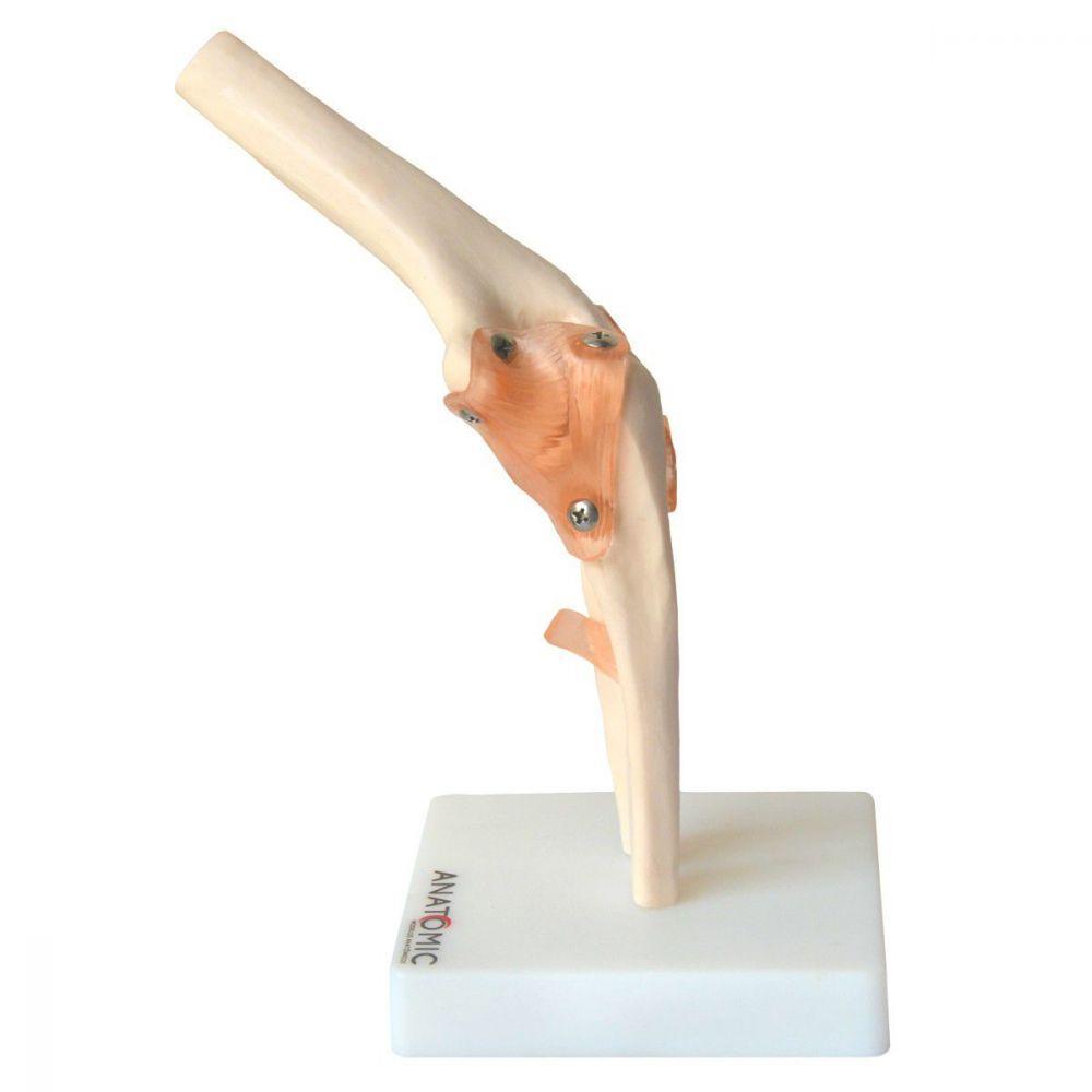 Articulação do Cotovelo com Ligamentos Esqueleto Anatomic - 2