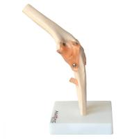 Articulação do Cotovelo com Ligamentos Esqueleto Anatomic - 2