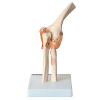 Articulação do Cotovelo com Ligamentos Esqueleto Anatomic - 4