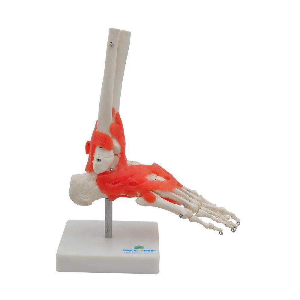 Articulação do Pé Esqueleto Sdorf - 1