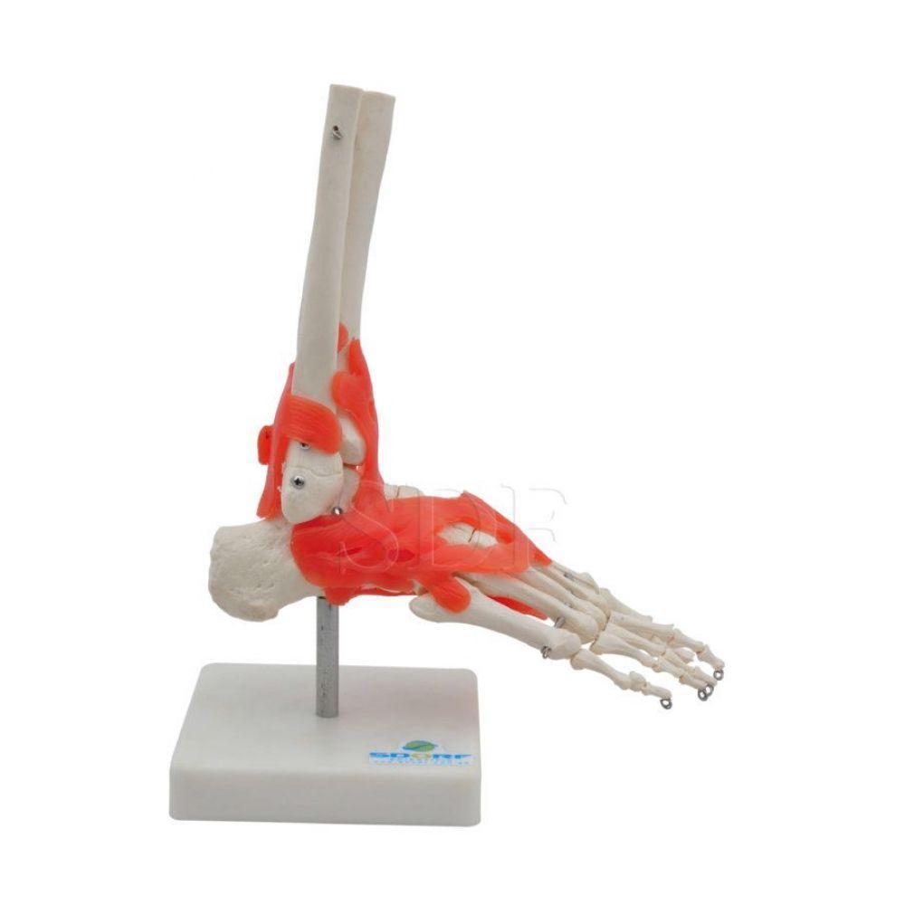 Articulação do Pé Esqueleto Sdorf - 2