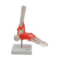 Articulação do Pé Esqueleto Sdorf - 5