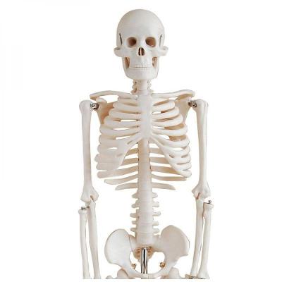 Esqueleto Humano Padrão Articulado 85cm De Altura