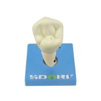 Dente Pré-molar Inferior C/ Raiz Única, 8x O Tamanho Real - 1