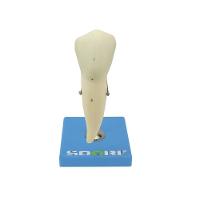 Dente Pré-molar Inferior C/ Raiz Única, 8x O Tamanho Real - 3