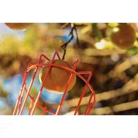 Colhedor De Frutas Médio Tramontina Em Aço Sem Cabo Tramontina - 3