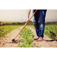 Enxada Bahia 2.5 Tramontina Em Aço Com Cabo De Madeira 145 Cm Tramontina - 6