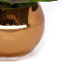 Vaso Decorativo Dourado Com Suculenta Artificial Sedum Hirsutum 12x8 Cm F04 - D'rossi - 3