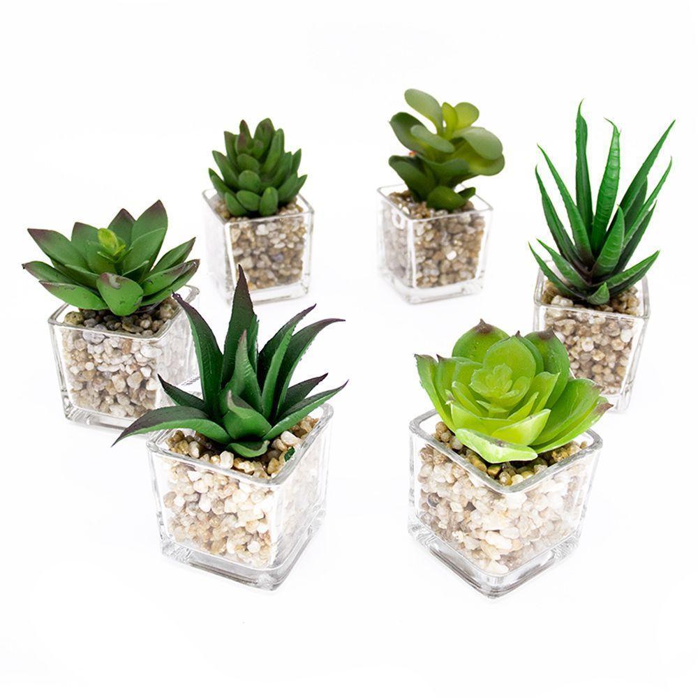 Kit 06 Suculentas Sortidas Com Vasos 13x5 Cm - D'rossi - 1