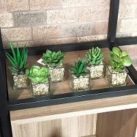 Kit 06 Suculentas Sortidas Com Vasos 13x5 Cm - D'rossi