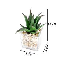 Kit 06 Suculentas Sortidas Com Vasos 13x5 Cm - D'rossi - 7