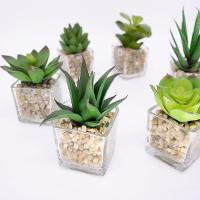 Kit 06 Suculentas Sortidas Com Vasos 13x5 Cm - D'rossi - 9