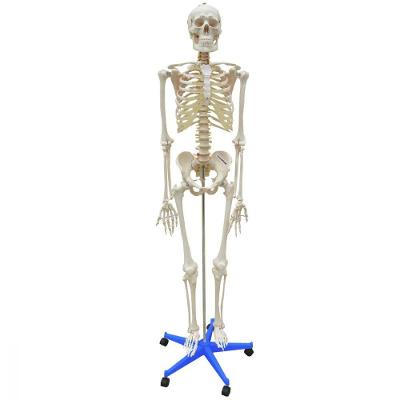 Esqueleto Padrão Aprox. 170 Cm Com Rodas
