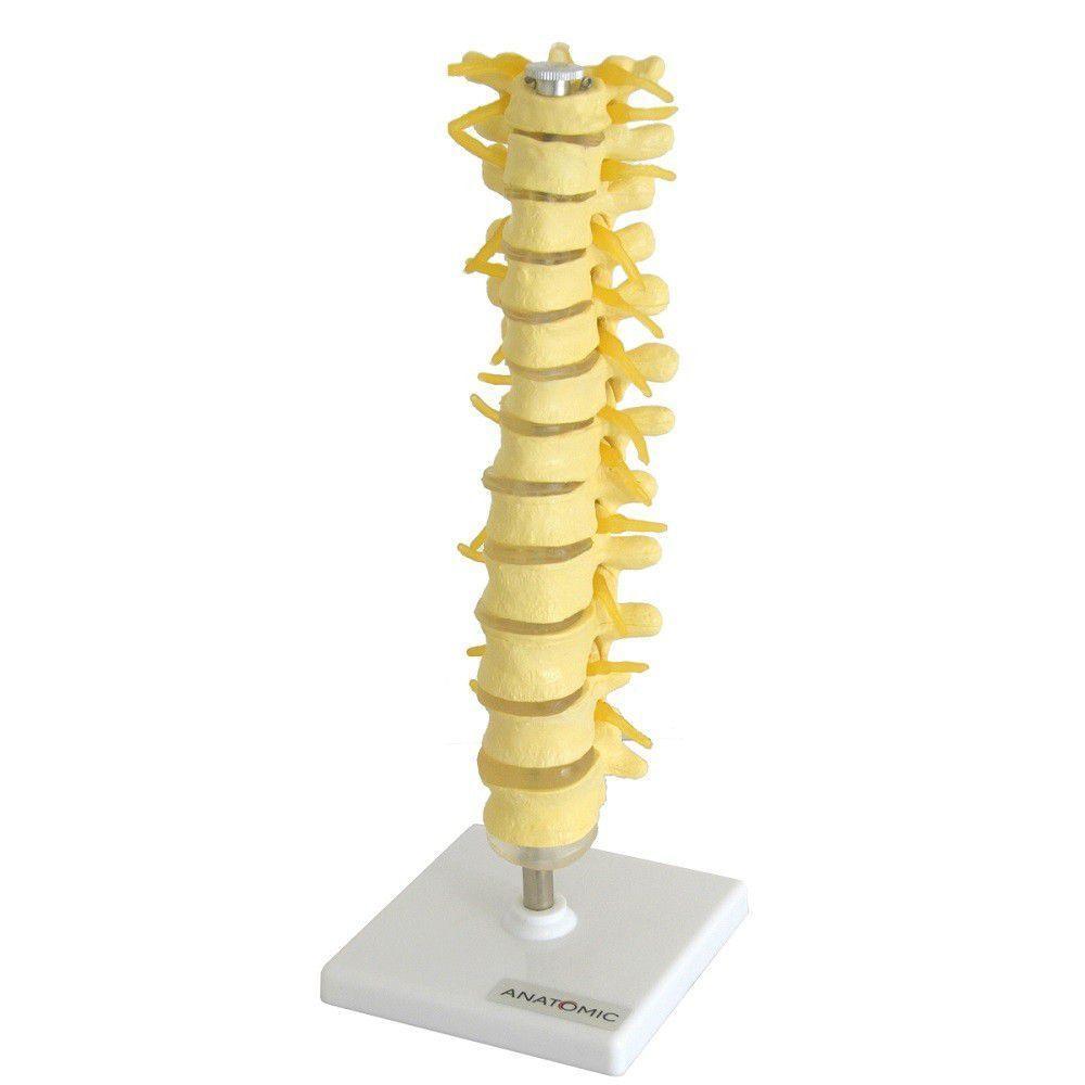 Coluna Vertebral Torácica Esqueleto Anatomia - 2