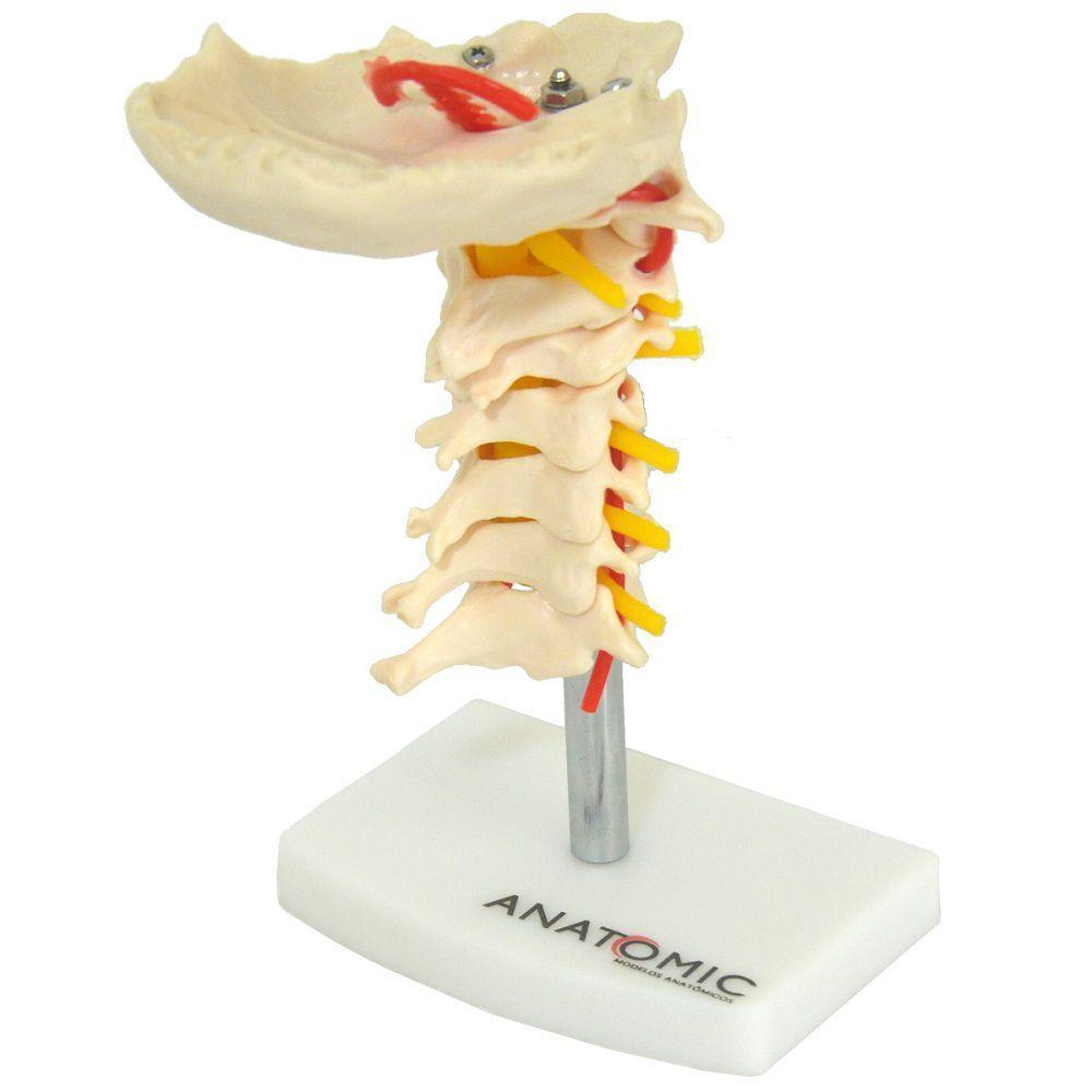 Coluna Vertebral Cervical Em Tamanho Natural - 1