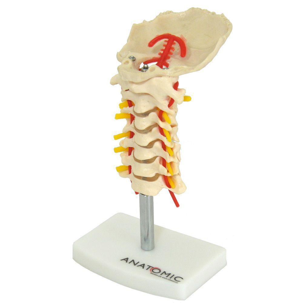 Coluna Vertebral Cervical Em Tamanho Natural - 2