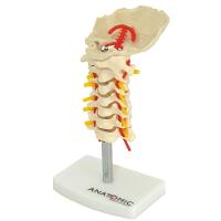 Coluna Vertebral Cervical Em Tamanho Natural - 2