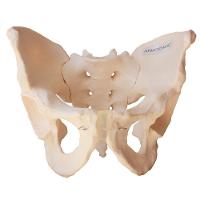 Esqueleto Pélvico Masculino Anatômico - 3