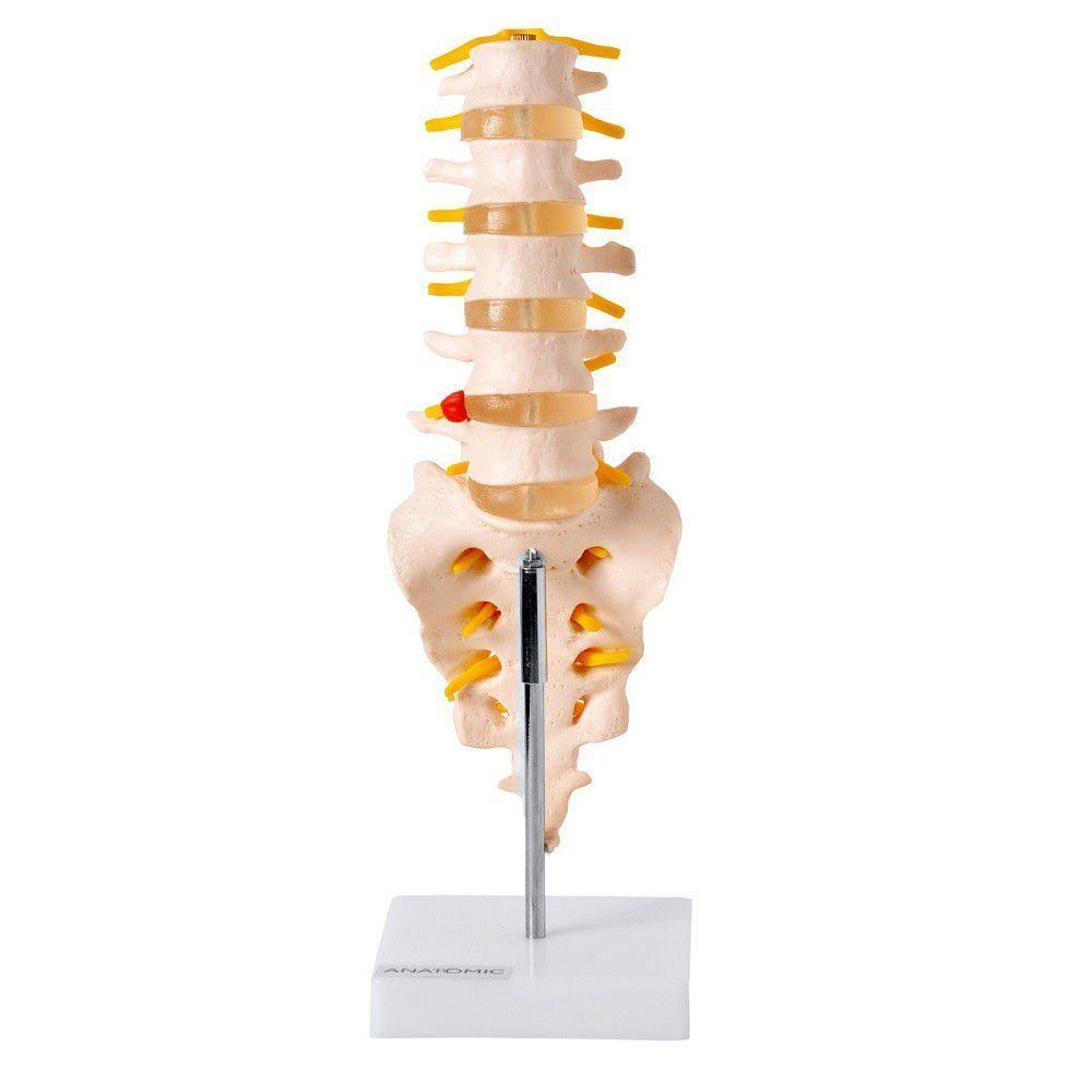 Coluna Vertebral Lombar Esqueleto Anatomia - 2
