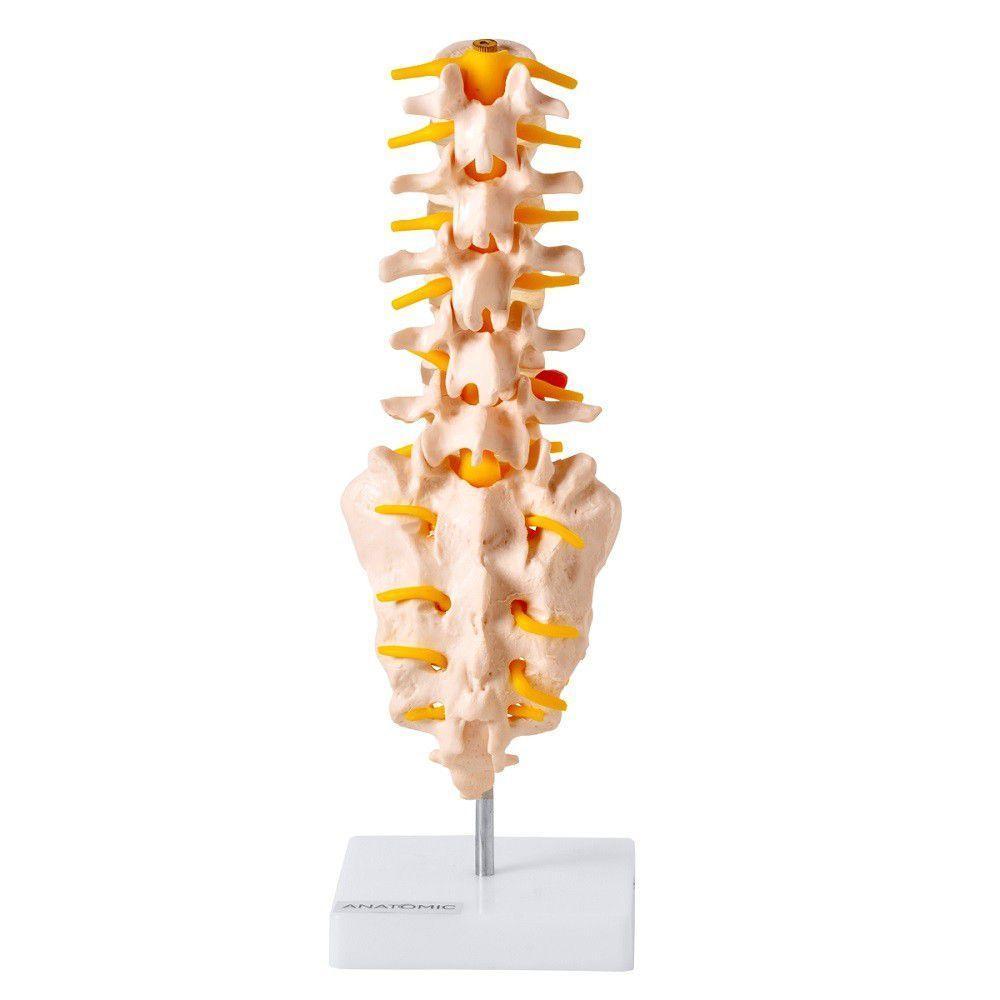 Coluna Vertebral Lombar Esqueleto Anatomia - 3