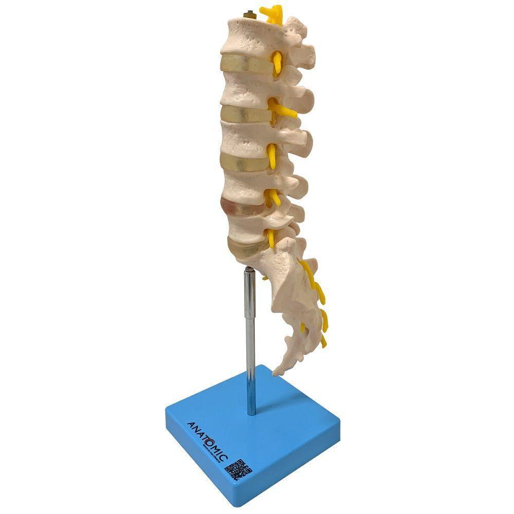 Coluna Vertebral Lombar Esqueleto Anatomia - 5