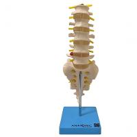 Coluna Vertebral Lombar Esqueleto Anatomia - 1