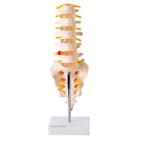 Coluna Vertebral Lombar Esqueleto Anatomia - 2