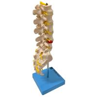 Coluna Vertebral Lombar Esqueleto Anatomia