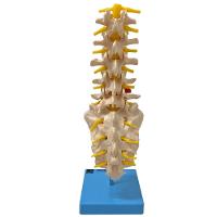 Coluna Vertebral Lombar Esqueleto Anatomia - 6
