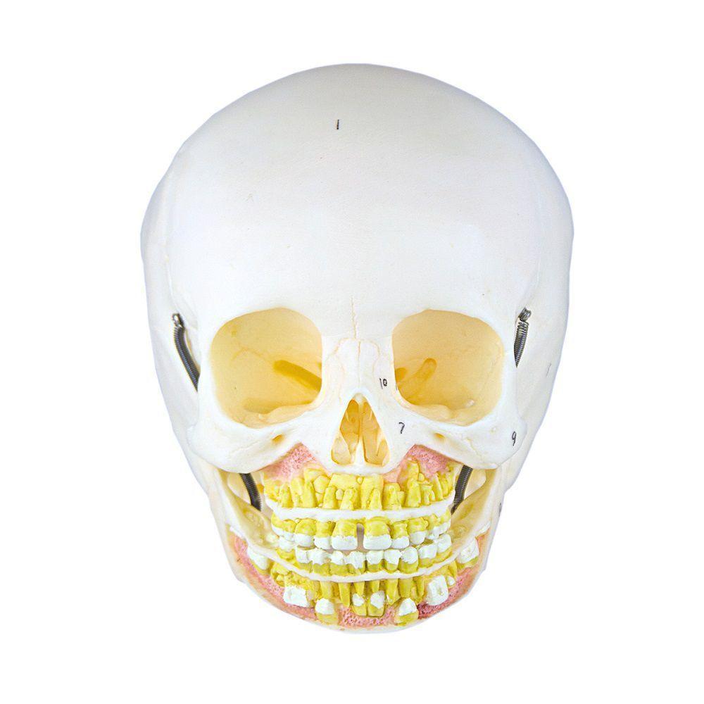 Crânio Infantil com Mandíbula Aberta em 2 Partes - 2