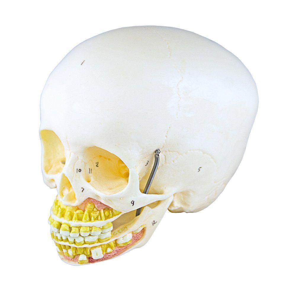 Crânio Infantil com Mandíbula Aberta em 2 Partes - 3
