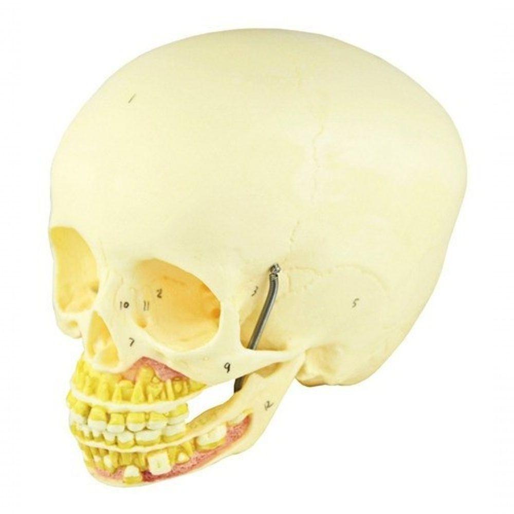 Crânio Infantil com Mandíbula Aberta em 2 Partes - 7